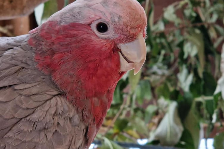 One of the galah cockatoos that has found a home in Tropiquaria Zoo.