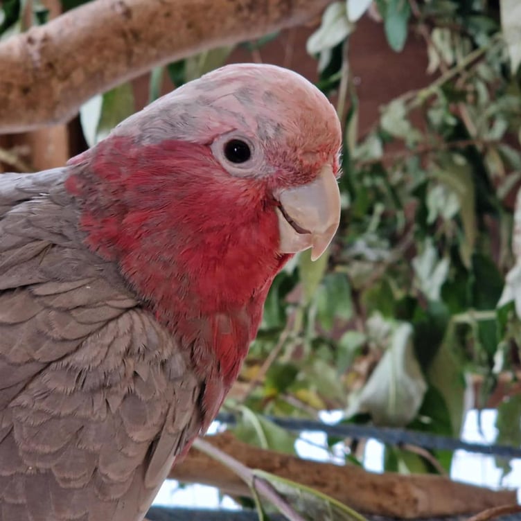 One of the galah cockatoos that has found a home in Tropiquaria Zoo.