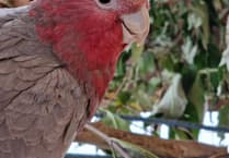 Tropiquaria takes in group of galah cockatoos seized by Border Force officers
