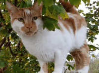 Memorial plans after death of popular cat