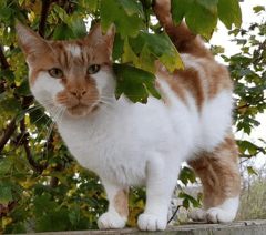 Memorial plans after death of popular cat