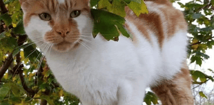 Memorial plans after death of popular cat