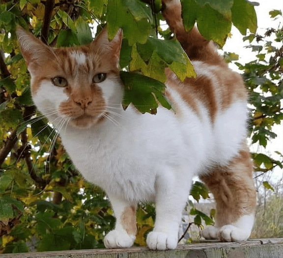Memorial plans after death of popular cat