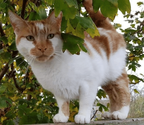 Popular Minehead cat Gizmo has died.
