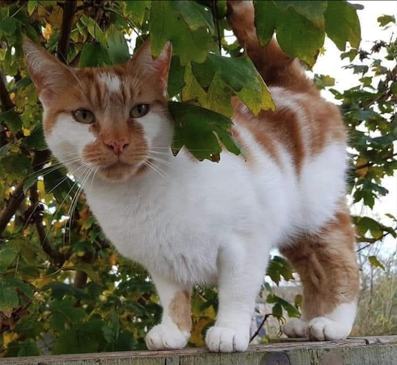 Popular Minehead cat Gizmo has died.