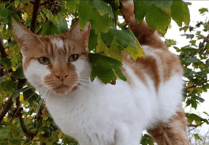 Gizmo will be spotted no more in Minehead after well-known ginger tabby cat dies