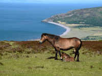 Ambitious management plan launched for Exmoor
