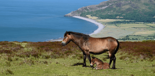 Ambitious management plan launched for Exmoor