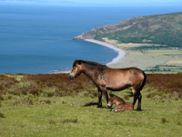 Ambitious management plan launched for Exmoor