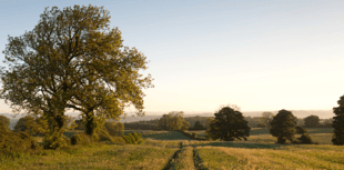 New vision to get farming transition "back on track" in Somerset