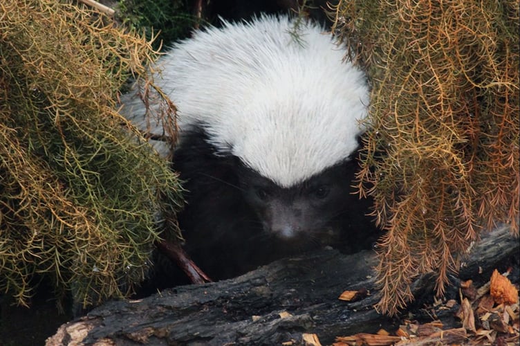 The baby honey badger is yet to be given a name and members of the public are being asked to send in their suggestions