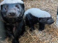 Baby badger born at Exmoor Zoo