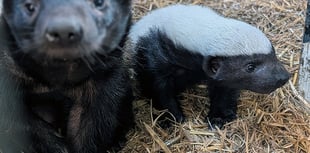Baby badger born at Exmoor Zoo
