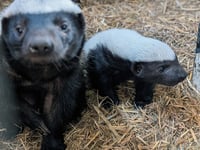 Baby badger born at Exmoor Zoo