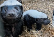 Exmoor Zoo welcomes baby honey badger