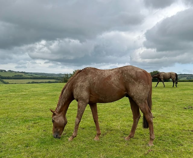 Time for horses to relax at Higher Holworthy Farm 