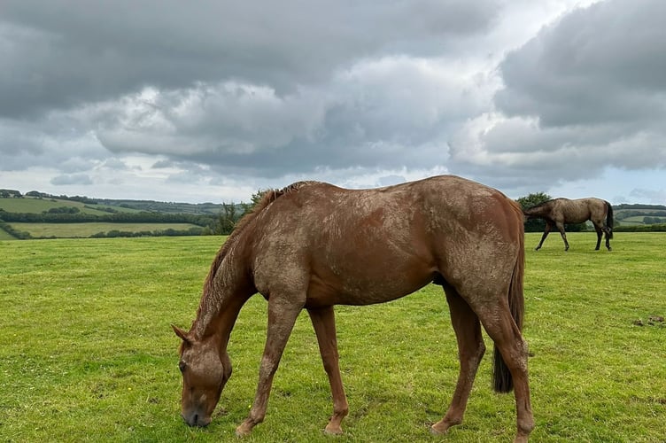 A time for horses to relax