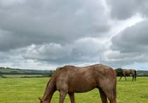 Time for horses to relax at Higher Holworthy Farm