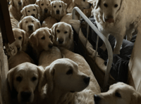 RSPCA prosecutes visitor attraction owner after dogs die
