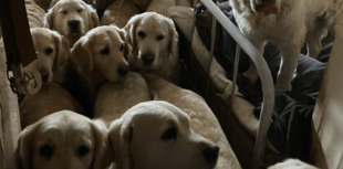 RSPCA prosecutes visitor attraction owner after dogs die