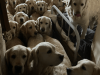RSPCA prosecutes visitor attraction owner after dogs die