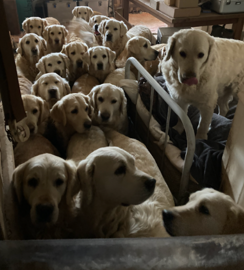 Cramped conditions for the Golden Retriever Experience's dogs were discovered during an RSPCA investigation. PHOTO: RSPCA.