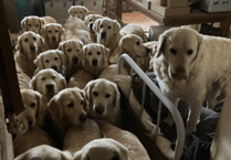 Suspended jail term and dog ban for Golden Retriever Experience owner