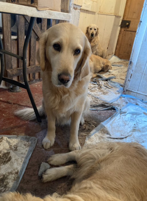 Unkempt sleeping conditions for dogs were discovered when the RSPCA investigated the Golden Retriever Experience. PHOTO: RSPCA.
