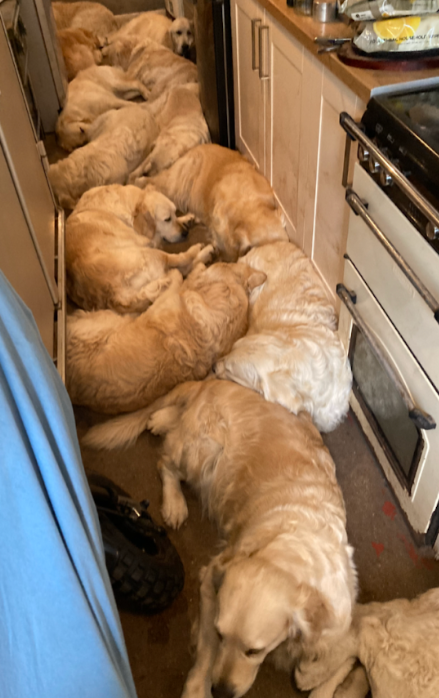 Some of the Golden Retriever Experience's 34 dogs were found by the RSPCA squashed into a small kitchen galley. PHOTO: RSPCA.