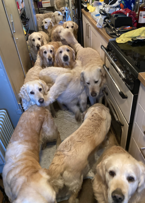 Golden Retriever Experience owner Nicolas Eugene Grant St James kept his dogs in cramped conditions. PHOTO: RSPCA.