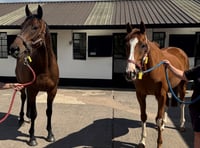 Four year old No Walkover joins Pipe's stables 