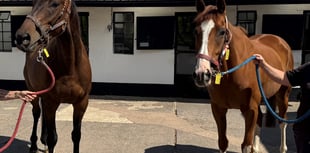 Four year old No Walkover joins Pipe's stables 
