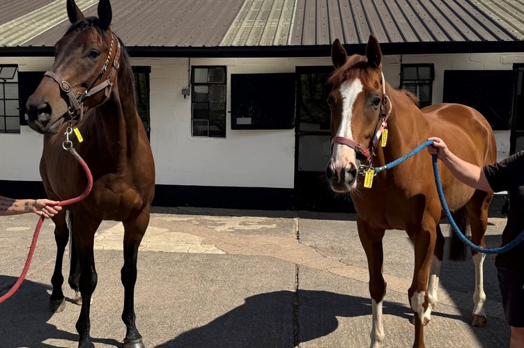No Walkover (left) and Windbeneathmywings