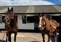 Four year old No Walkover joins Pipe's stables
