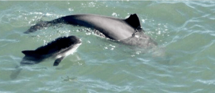 Mother and calf harbour porpoises seen from the King Charles III Coast Path at Hurlstone Point, near Bossington. PHOTO: B. Gibbs.