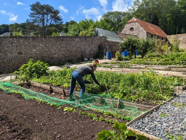 The walled garden at Alfoxton provides abundant produce for its community.