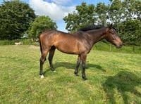 Chance to visit Scott's yard at Higher Holworthy Farm 