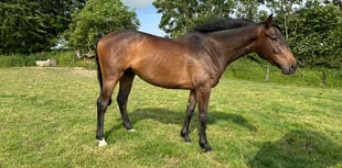 Chance to visit Scott's yard at Higher Holworthy Farm 