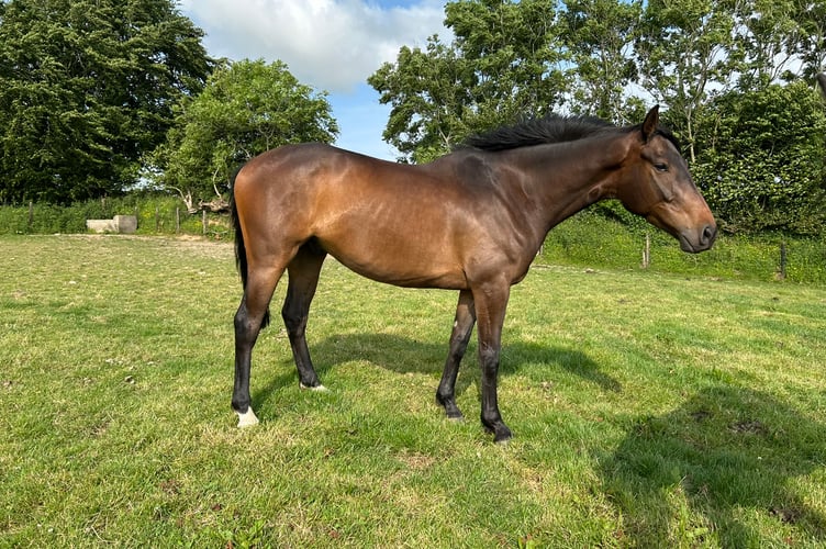 For sale: 2021 B g Passing Glance ex So Long