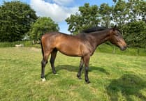 Chance to visit Scott's yard at Higher Holworthy Farm