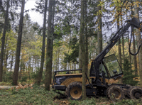 Whole woodland plantation being thinned out