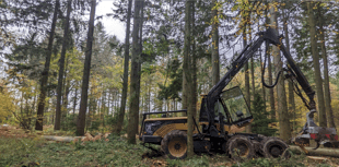 Whole woodland plantation being thinned out