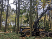 Whole woodland plantation being thinned out