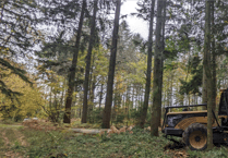 Forestry England warns Croydon Hill visitors to follow signs as timber felling starts