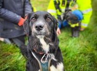 Rescue operation after dog falls from cliffs