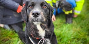 Rescue operation after dog falls from cliffs