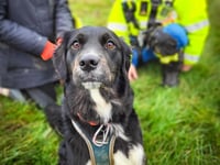 Rescue operation after dog falls from cliffs