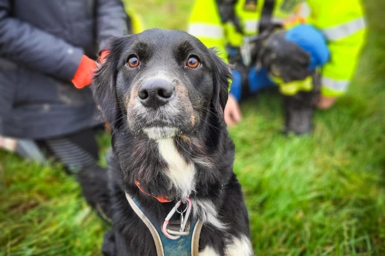 A local boat rescued a dog which fell off cliffs near Watchet and its owner who became stuck trying to reach the animal.
