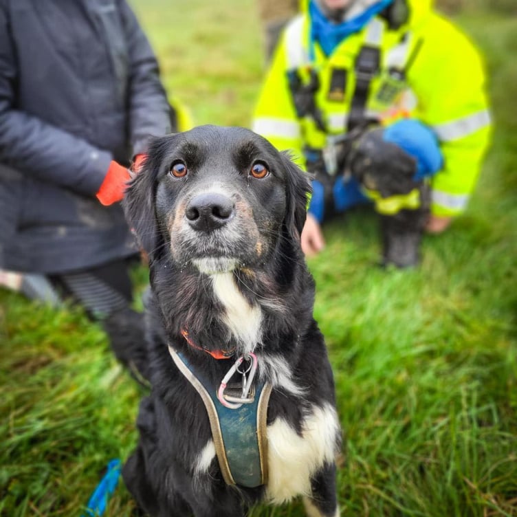 A local boat rescued a dog which fell off cliffs near Watchet and its owner who became stuck trying to reach the animal.