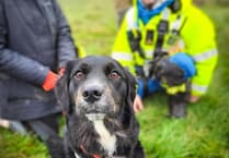 Dog and owner stuck on cliffs near Watchet saved by boat owner